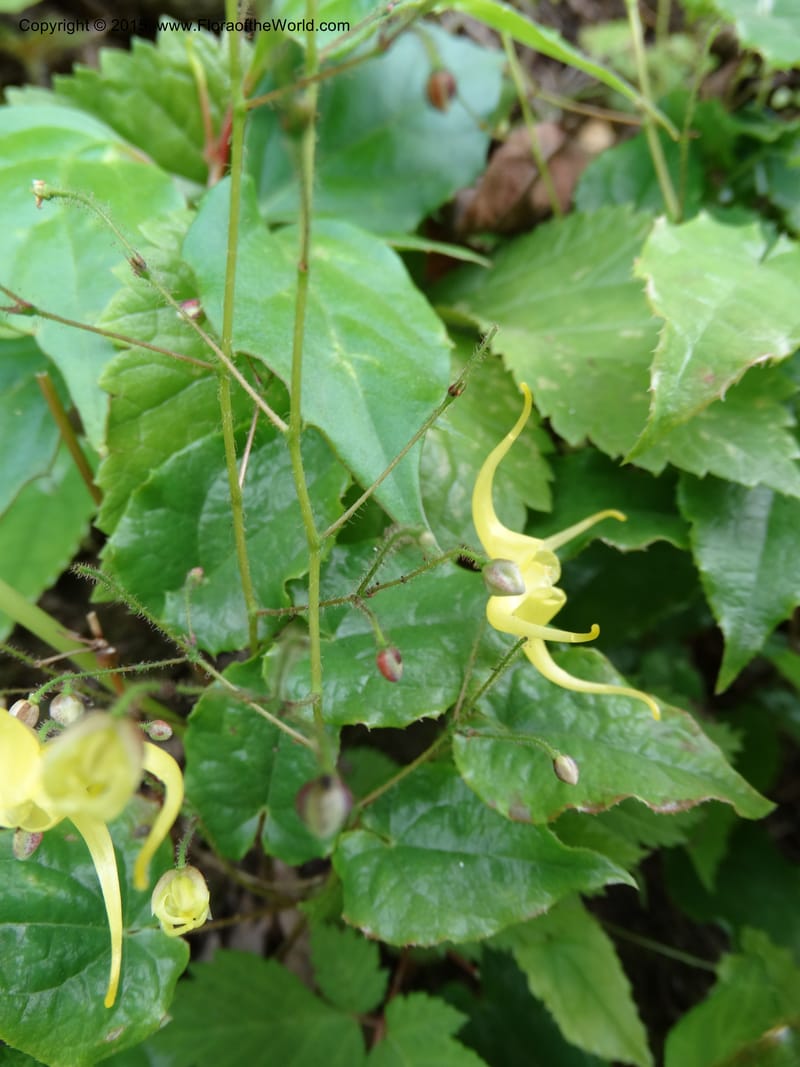 Epimedium, Boufford, D 43586--China. Sichuan. Tudiling Tunnel. 6 May 2014. DSC03860 (205).JPG