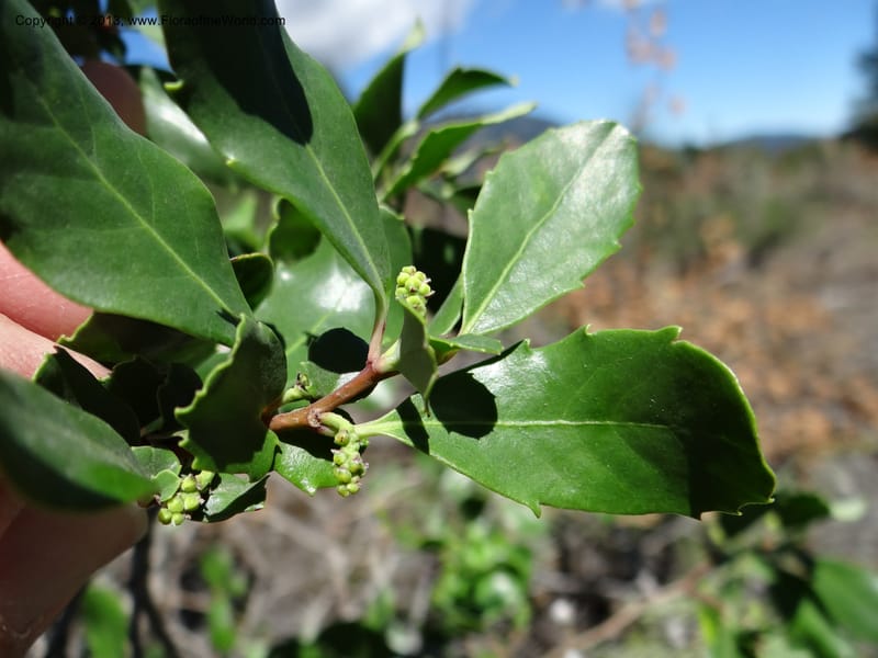 Azara, WDS 34089--Chile. Pte. Polcura.  Odom 11.6. 17 Feb 2013. DSC01159 (146).JPG