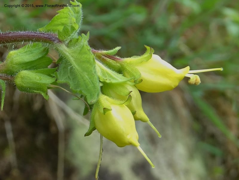 Scrophularia chrysantha, Davidson, C 12494--Georgia (Caucasus). Koslitavi, branch of Merisi Gorge. 11 Jun 2014. DSC08456 (183).JPG
