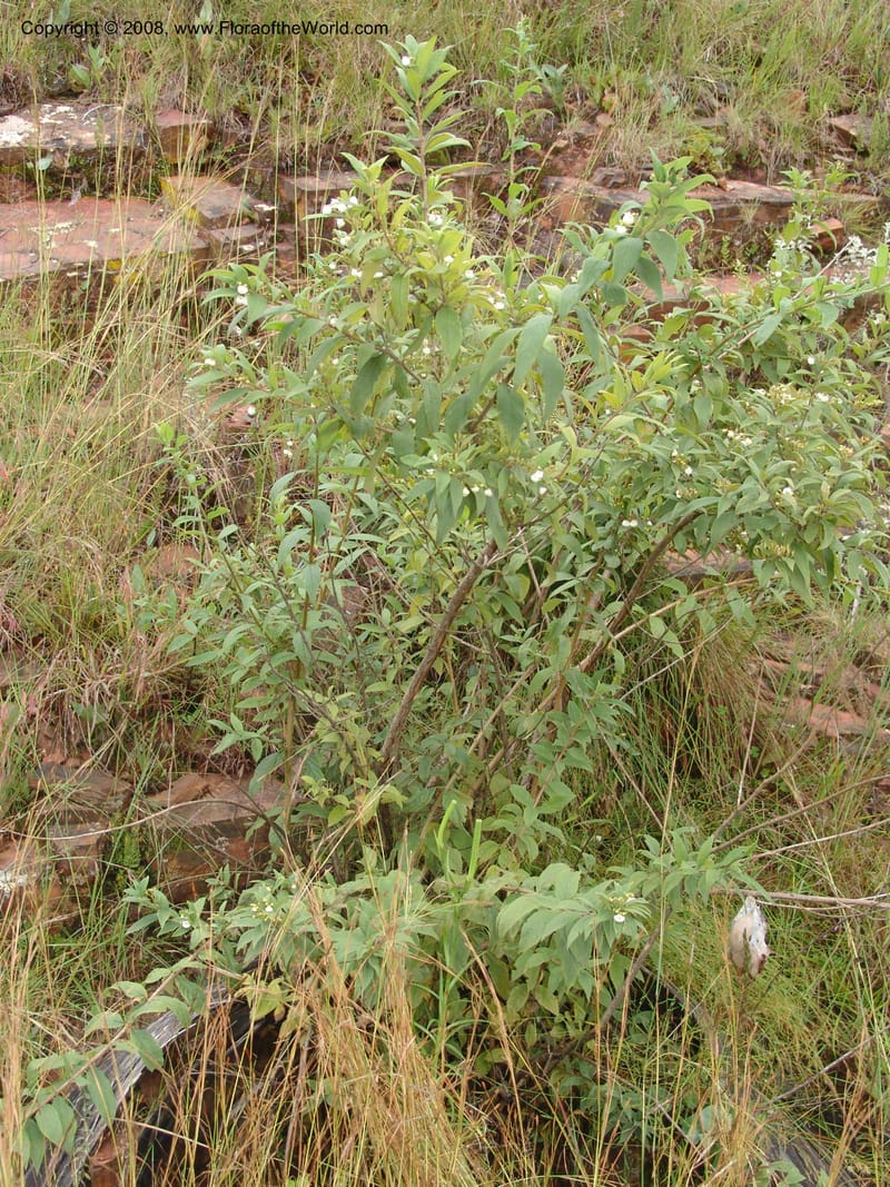 Bowkeria cymosa--So.Africa. Mpumalanga. R37 to Lydenburg. 16 Mch 05. 010.jpg