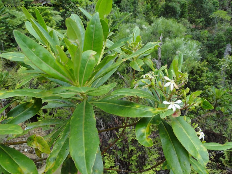 Scaevola, M. Callmander 805--New Caledonia. Mont Dore. 20 Jan 2010. 1360 (5).JPG