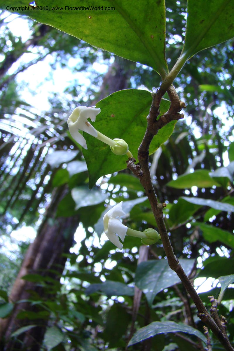 Brunfelsia guianensis, Mori 27377--French Guiana. NR2, 12.4 km E of Approague bridge. 4 Nov 09. 011.jpg