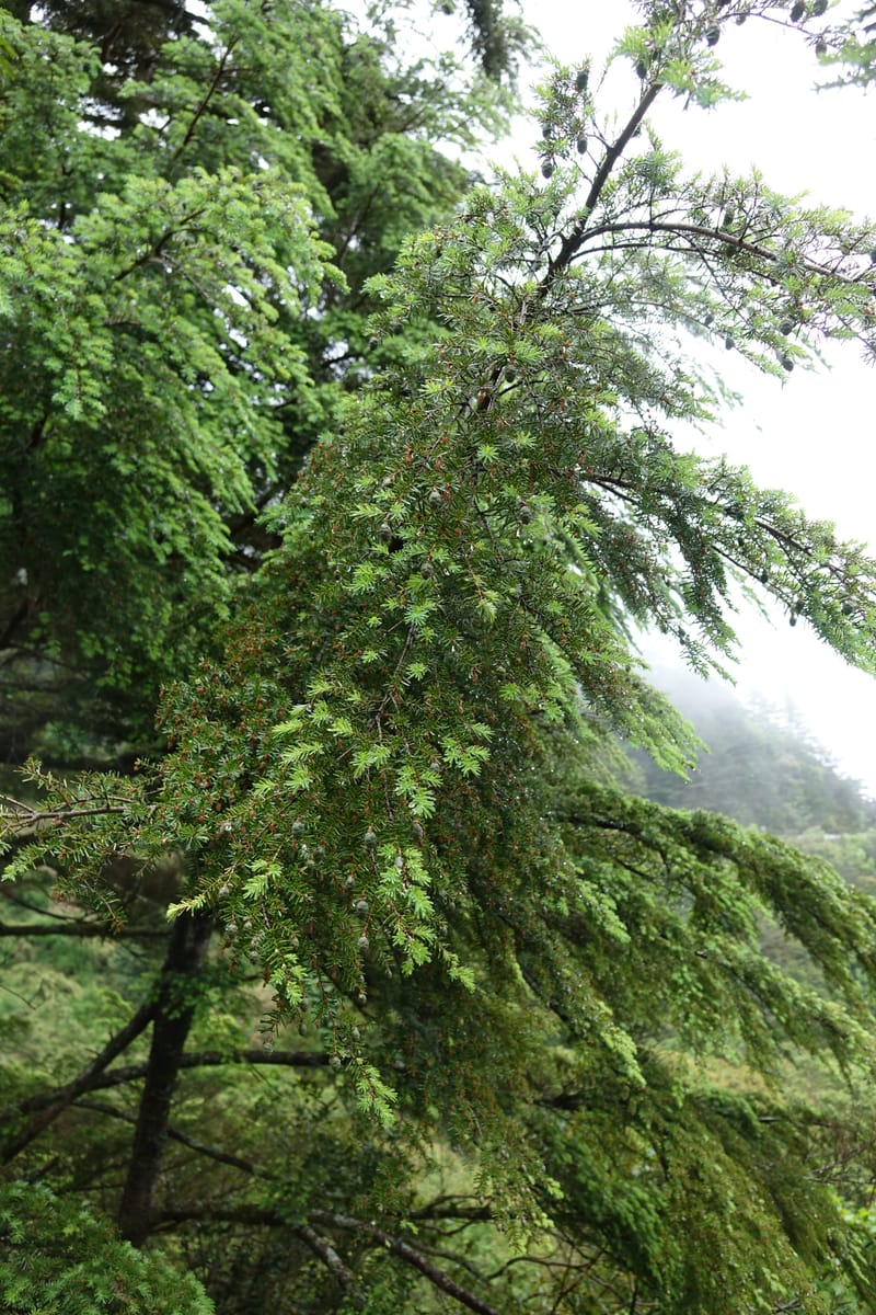 Tsuga chinensis, Tseng Yu-Hsin 1332--Taiwan. Taroko Nat. Park. Mt. Bilu Trail. 21 May 2016.  (170).JPG