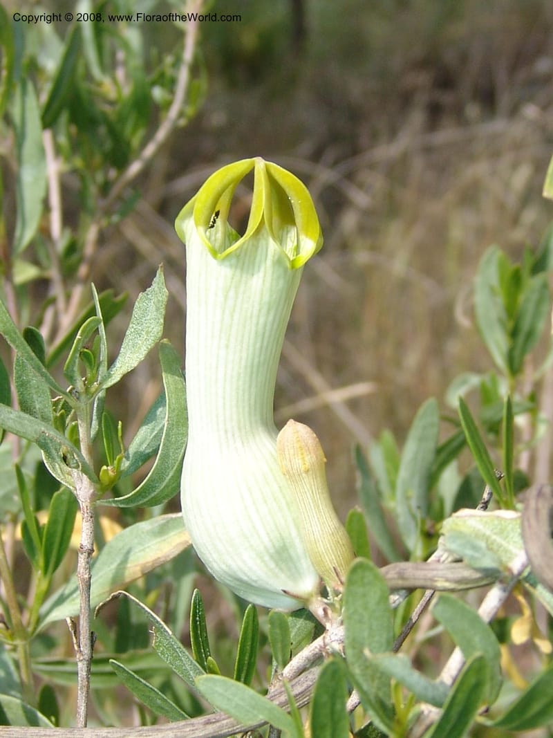 Ceropegia ampliata--So.Africa. Mpumal. twd Steelpoort.16 Mch 05. 506.jpg