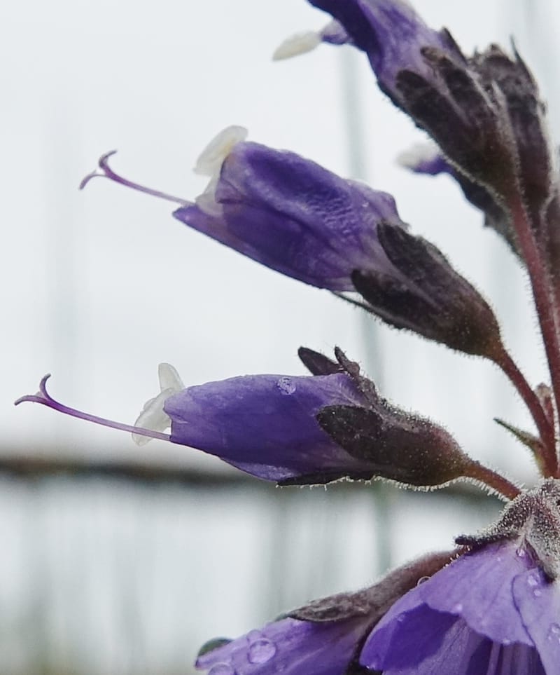 Polemonium occidentale, C. Davidson 13641--ID. Fremont Co. Duck Cr. Ranch. 16 Jun 2017. DSC01937 (90).JPG