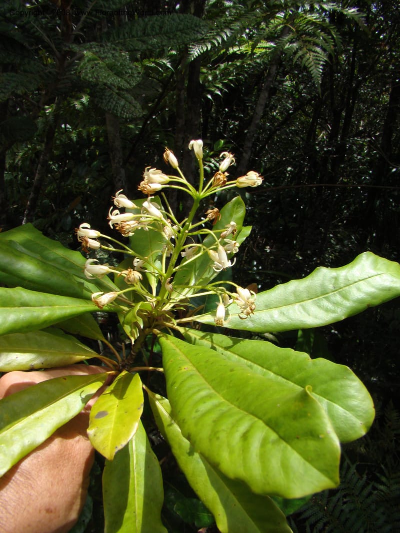 Pittosporum, CGemmill x--New Caledonia. Monts Dzumac. 20 Nov 07. 078.jpg