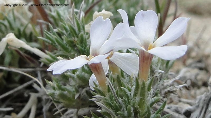 Phlox hoodii, C. Davidson 11744--Idaho.Owyhee Co. Mud Flat Rd. 22 April 2010 107 (114).jpg
