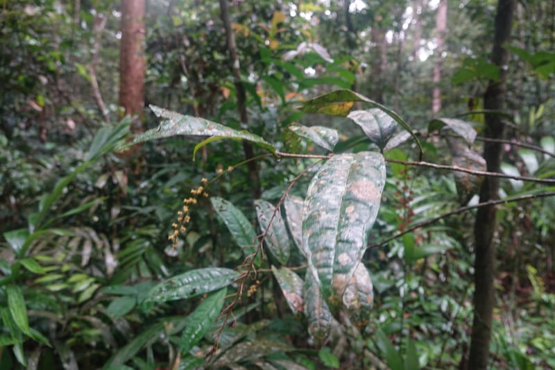 Thecacoris, C. Davidson 14074--Gabon. Raponda-Wallker. 28 Oct 2019. DSC02420 (11).JPG