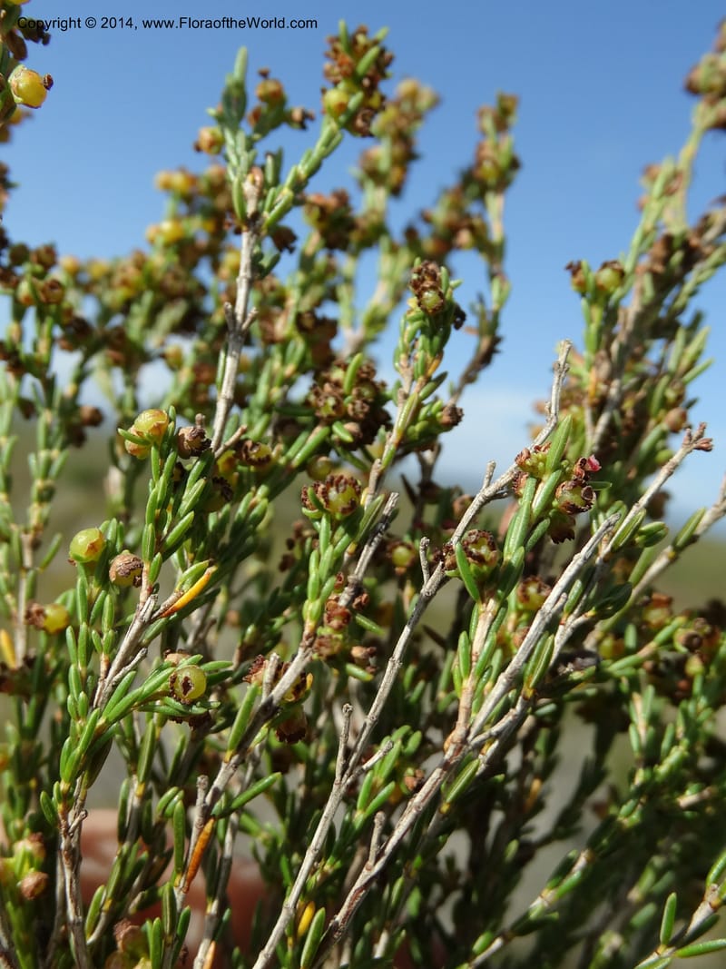 Erica, Davidson, C 12302B--South Africa. Western Cape. De Hoop Nature Res. 22 Jan 2014. DSC01681 (125).JPG