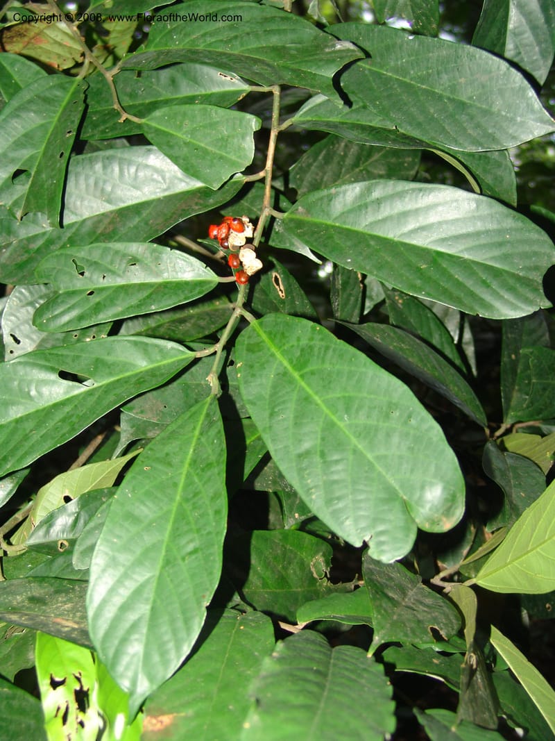 Leptonychia, MLeal1132--Gabon. Prov. Ogooue-Ivindo. Res. Lope. Sommet Main. 19 Apr 06. 072.jpg