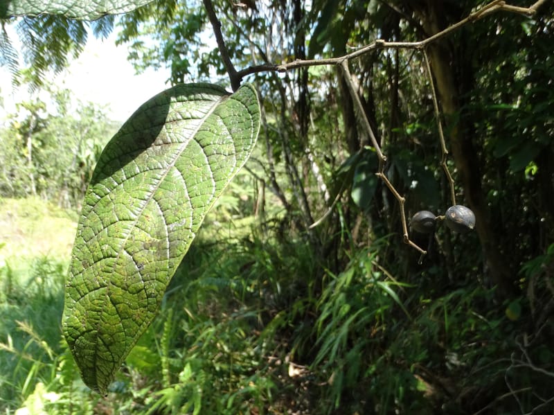 Cryptocarya constricta, Munzinger, J 7371--Fiji. Wailevu Rd. 6 Nov 2015. DSC09846 (14).JPG