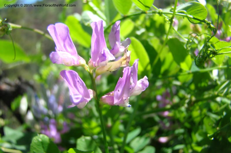 Vicia americana, C. Davidson 11391--Idaho. Idaho Co. Salmon River. Shepp Ranch. 28 May 2009. 166.jpg