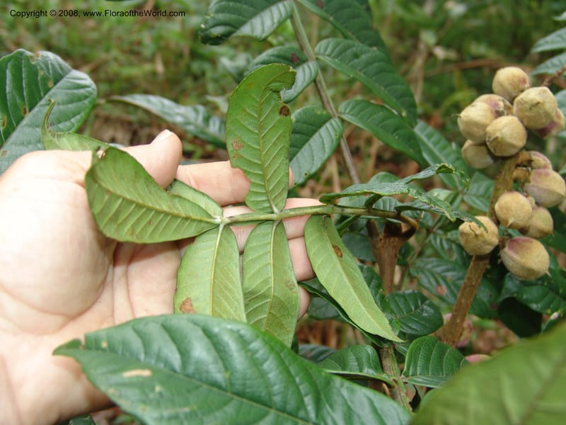 Bersama abyssinica ssp paulinioides, RGereau6880--Tanz. Nawenge For. Res., Mahenge. 20 Feb 06. 038.jpg