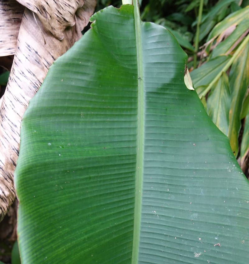 Musa formosana, Chung Kuo-Fang 3351--Taiwan. Wulai Distr. Wulai village. Hsing Hsian Trail. 19 May 2016. DSC03046 (159).JPG