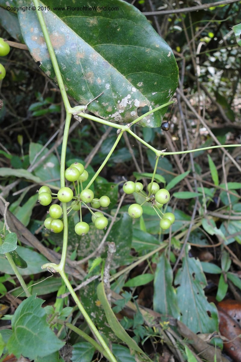 Smilax, Regalado 1926--Viet Nam. Da Ha to Tan Not R. Sta. 14 May 2011. 221 (4).jpg