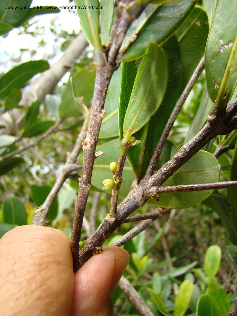 Medicosma, JMunzinger4812--N.Caled. Plateau de Poro. 16 Nov 07. 047.jpg