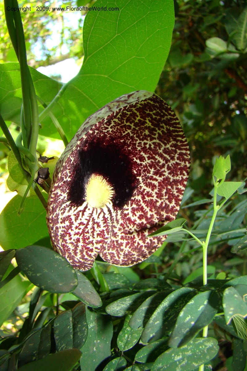 Aristolochia odoratissima--South Africa. Durban Botanical Garden. 30 Jan 09. 248.jpg