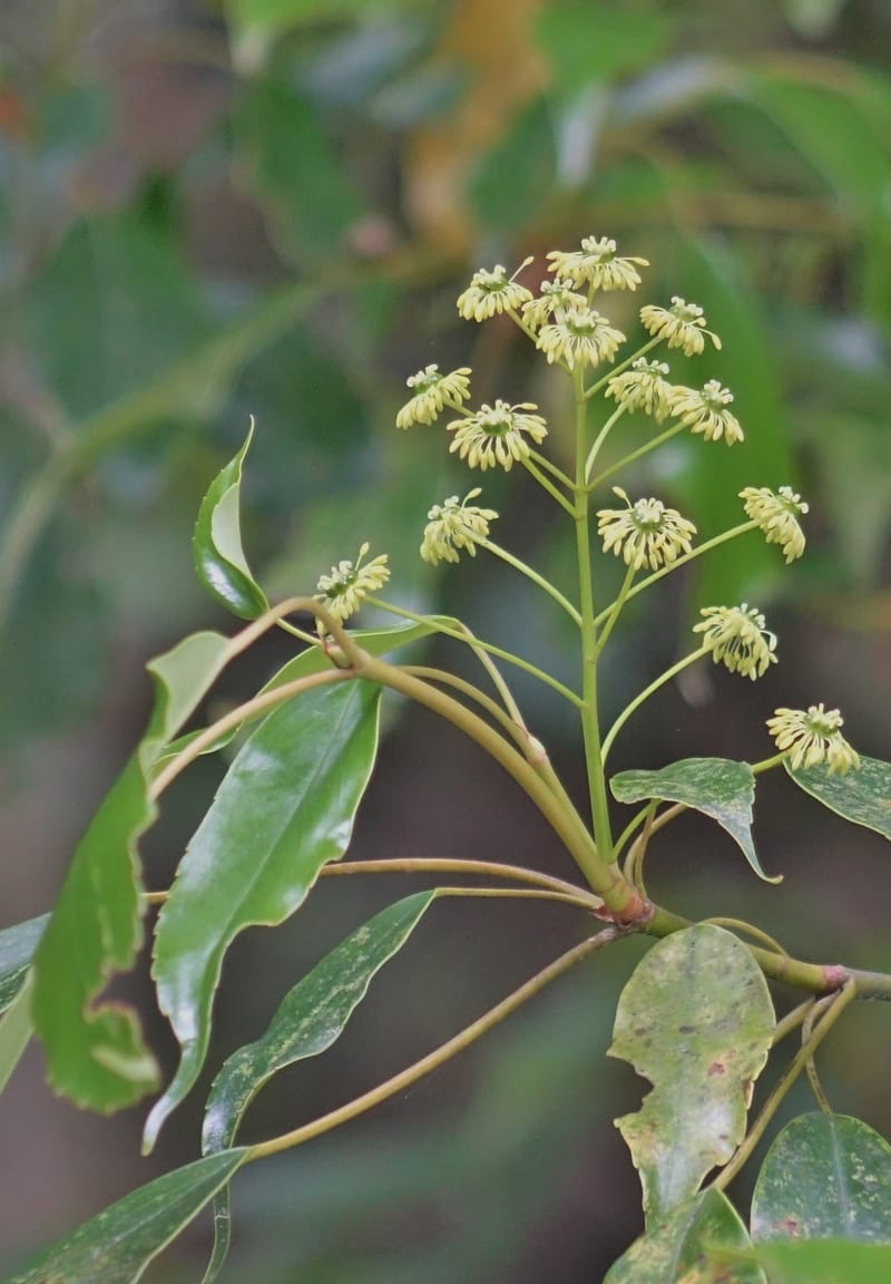 Trochodendron aralioides, Tseng Yu-Hsin 1327--Taiwan. Taroko Nat. Park. Mt. Bilu Trail. 21 May 2016.  (26).JPG