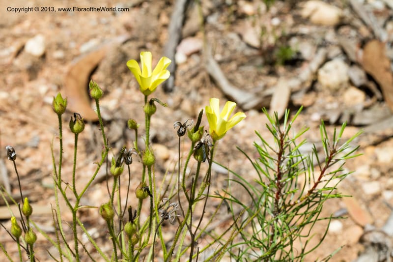 Drosophyllum lusitanicum, Stevens, W. D. 33211--Portugal. Santarem. 14 May 2012. (15).jpg