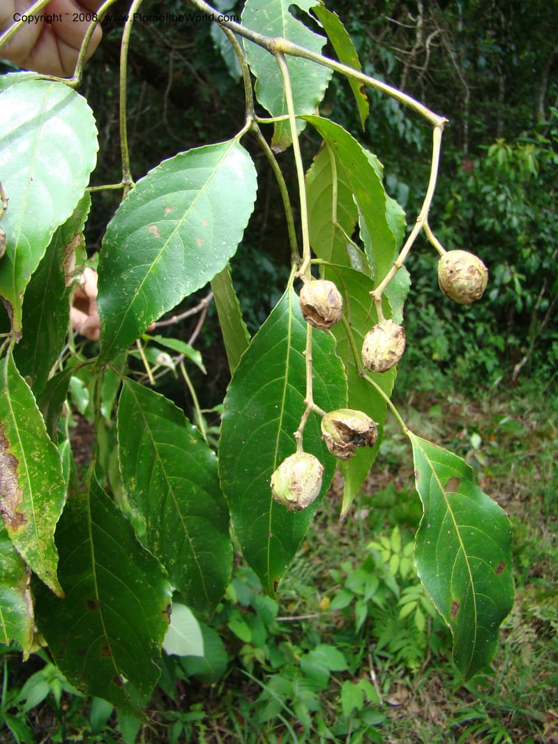 Turpinia occidentalis, NMartinezM2410--MX. Chiapas. Cta. Guapilla-Tapalapa. 13 Sep 08. 216.jpg
