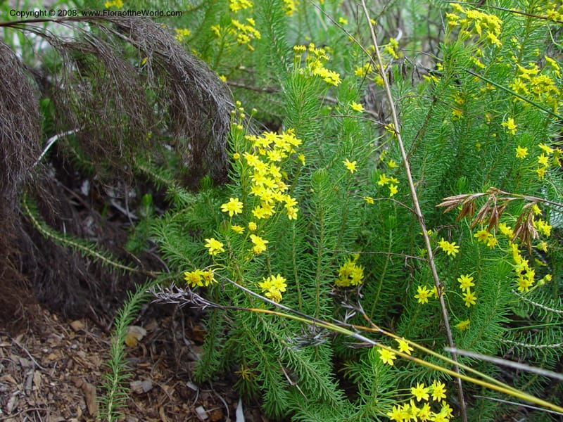 Euryops erectus. 6.0046--CA. UC Berkeley Bot. Gard. 11 Feb 03. 054.jpg