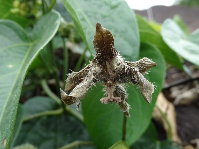 Megistostigma cordata, Davidson, C 12936--Sabah. Ruyu Oil Palm Pl. 29 Mar 2015. DSC01510 (35).JPG