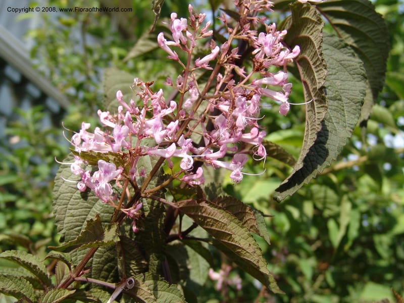 Plectranthus--Kenya. Brooks Bond Tea Estate, Kericho. 10 Jul 04. 136.jpg