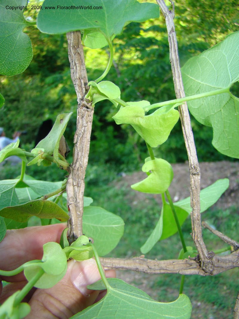 Aristolochia, WDStevens27310--Nicaragua. N.Segov. S of Ocotal, on Pan Am Hwy. 18 Jun 08. 026.jpg