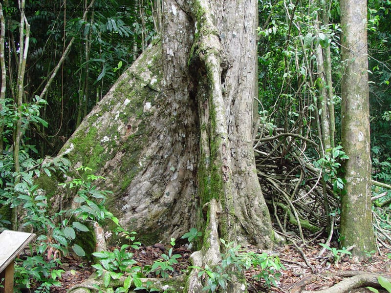 Carapa guianensis, not coll.--Fr. Guiana. Matoury Mts, near Cayenne. 21 Mch 02. 002.jpg