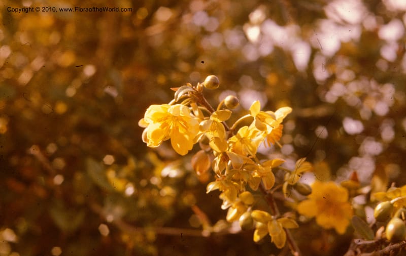 Ochna atropurpurea--CA. L.A. County Arbor.  Apr 74. 003.jpg