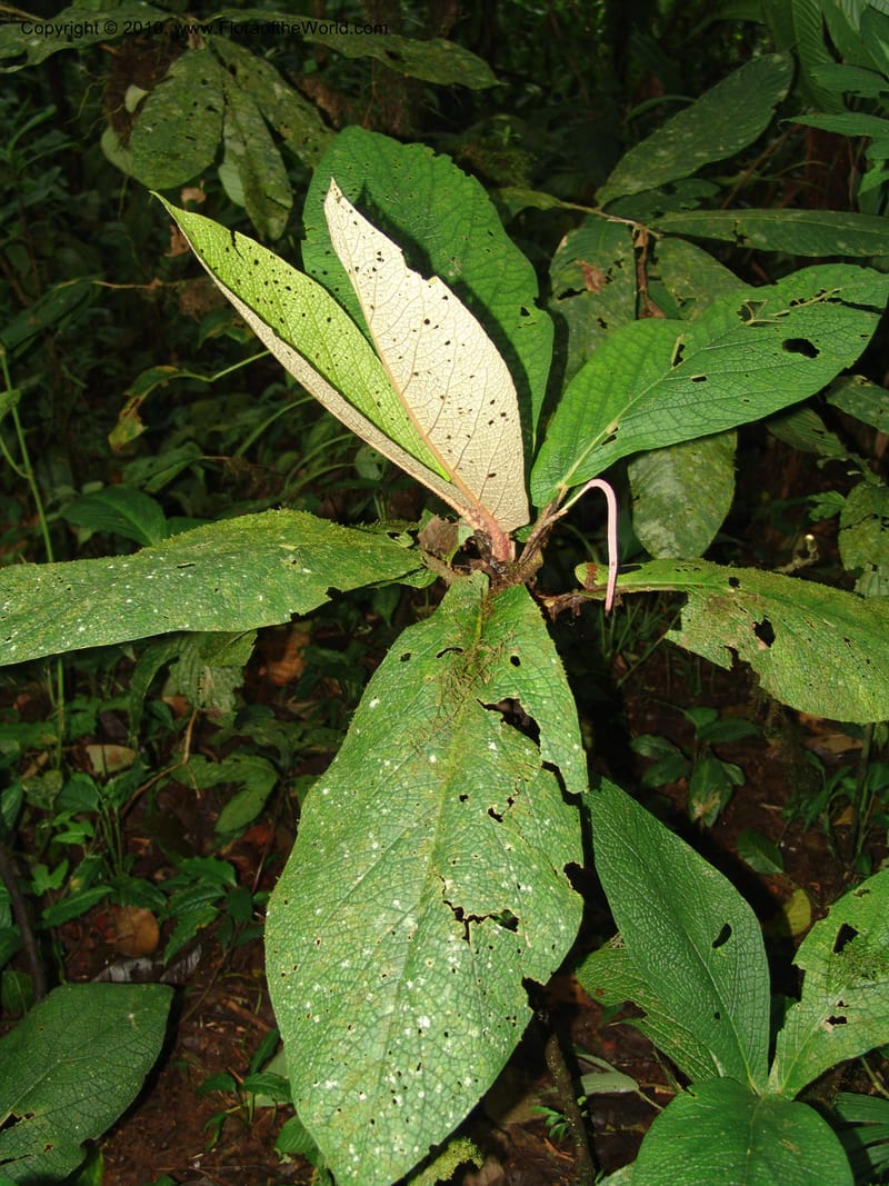 Piper, Croat 96073--Ecuador. Edo. Los Rios. Cerro Samama, SW of Pita. 18 Mar 06. 184 (4).jpg