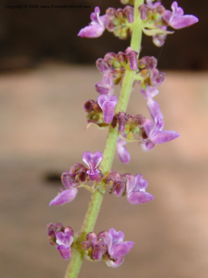 Plectranthus spicatus--So.Africa. E. Cape. Waringham Farm, Quanti Area, Stut. 8 Mch 05. 536.jpg