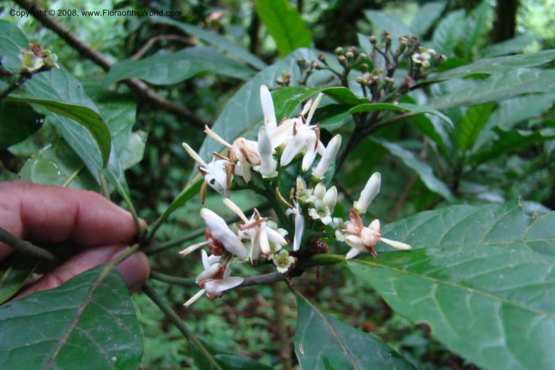 Pavetta hymenophylla, WKindeketa2985--Tanz. Rungwe Distr. Rungwe For. Res. 24 Jan 08. 180.jpg