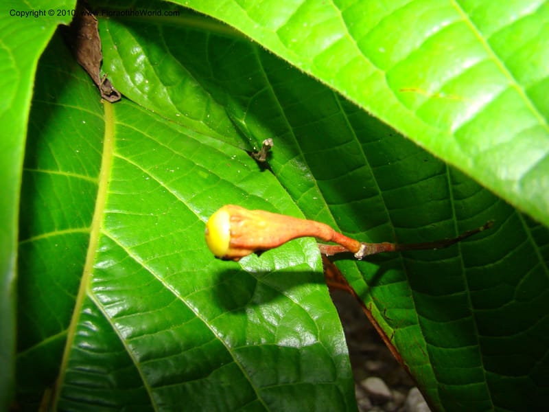 Ocotea valerioides, B. Hammel 24650--Costa Rica. Prov. Limon. Selva Bananito Lodge. 12 Apr 08. 309 (4).jpg