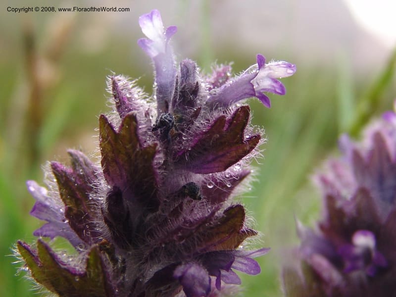 Ajuga orientalis--Georgia. Kazbeki . Trail-road to Sameba Church. 2 Jun 05. 310.jpg