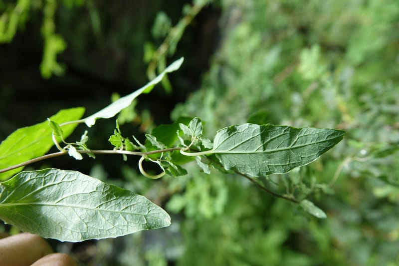 Codonopsis, C. Davidson 13768--China. Sichuan. Yibailingba-gou. 12 Aug 2017. DSC04660 (92).JPG