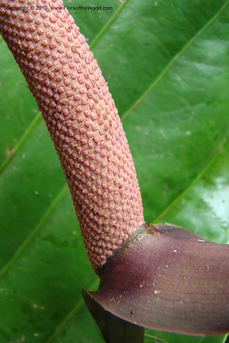 Anthurium, Vasquez 34815--Peru. Loreto. Dist. Nauta. Miraflores, Rio Tigre. 10 Nov 08. 040.jpg