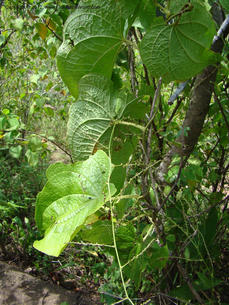 Dioscorea, N. Martinez M. 2431--MX. Chiapas. Jiquipilas. Cerro el Campanario. 14 Sep 08. 193 (10).jpg