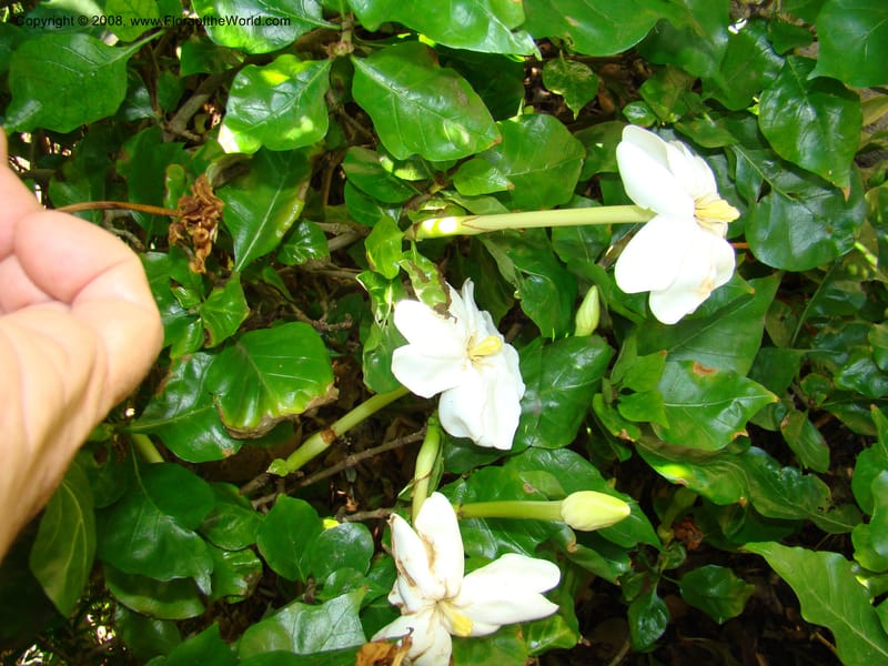 Gardenia thunbergia--Australia. Royal Botanic Garden, Melbourne. 19-20 Mch 08. 188.jpg