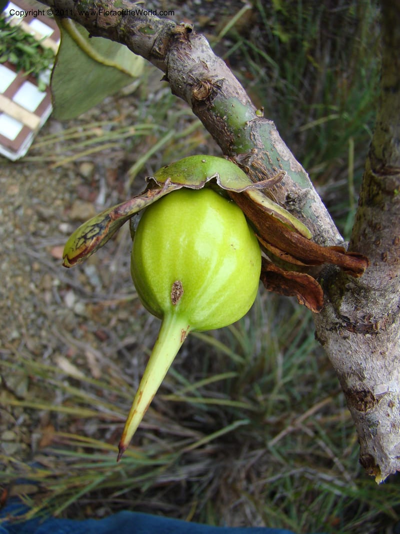 Strasburgeria robusta, Munzinger, J 4877--New Caledonia,  Dzumac, 20 Nov 2007, 28 (15).jpg