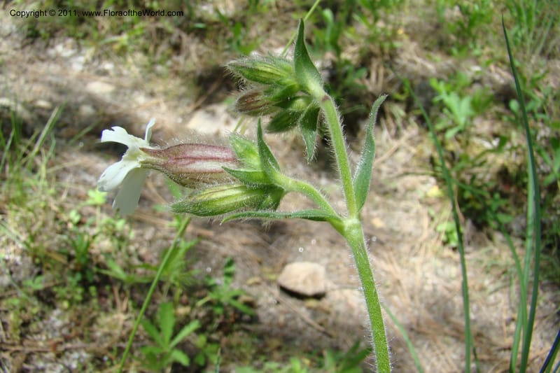 Silene scouleri, C. Davidson 11399--Idaho. Idaho Co. Salmon River. Shepp Ranch. 28 May 2009. 065.jpg