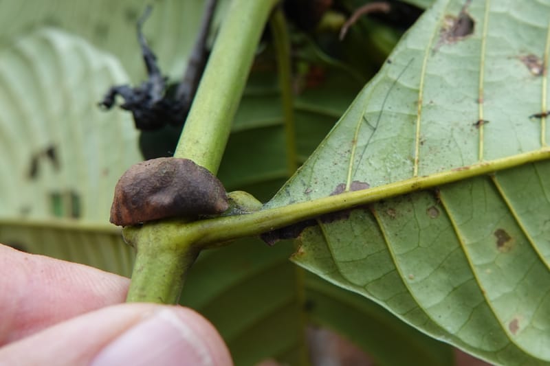 Leptactina, C. Davidson 14055--Gabon. Maboumine. 23 Oct 2019. DSC01631 (151).JPG