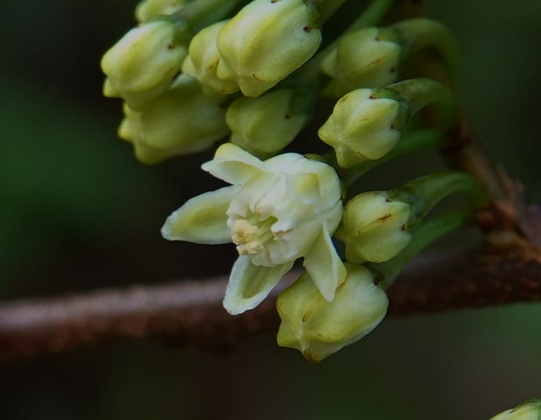Erythroxylum sinense, D. Boufford 44093--China. Yunnan. Xia Jin Chang village. 29 Apr 2018. DSC00078 (18).JPG