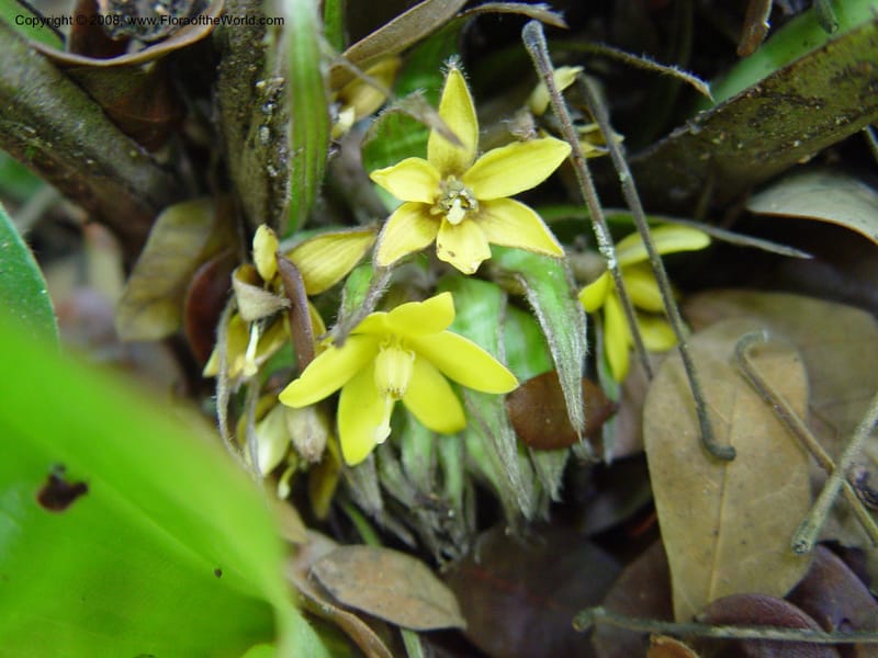 Curculigo capitulata--Cameroon. Limbe Botanic Garden. 4 Dec 03. 121.jpg
