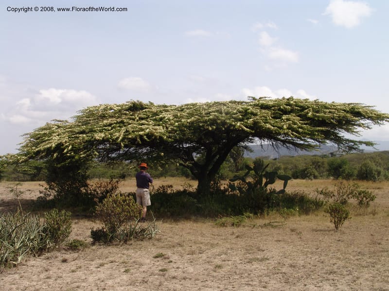 Acacia--Kenya. Gilgil on Hwy A1. 10 Jul 04. 101.jpg