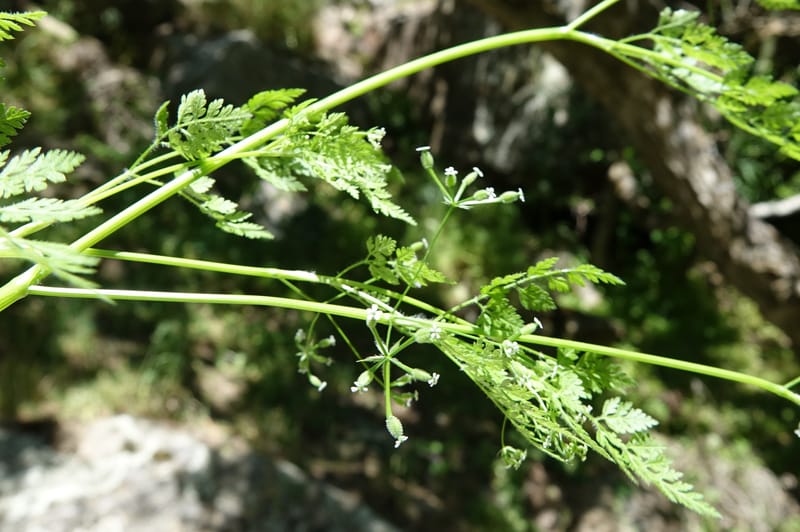 Anthriscus caucalis, C. Davidson 13580--ID. Idaho Co. Salmon R. Rd. E of Riggins. 24 May 2017. DSC00708. JPG (162).JPG