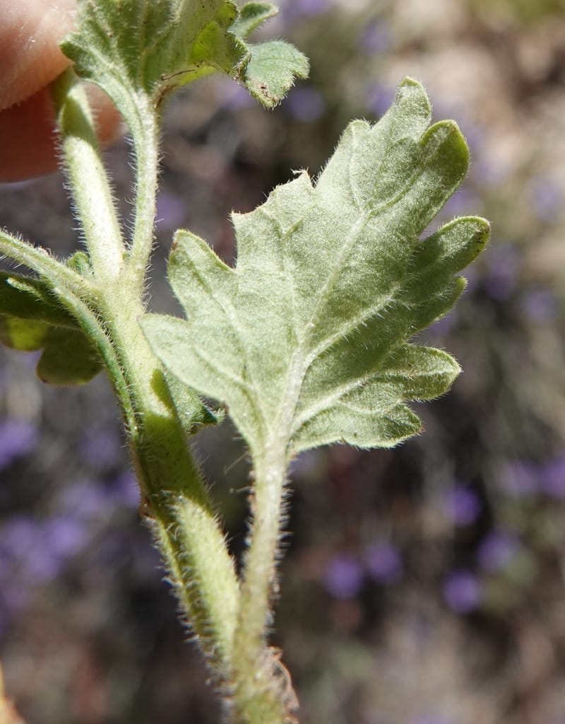 Glandularia gooddingii, C. Davidson 13980--AZ. Pima Co. Mt. Lemmon. Molino View Parking. 8 Apr 2019. DSC (191).JPG