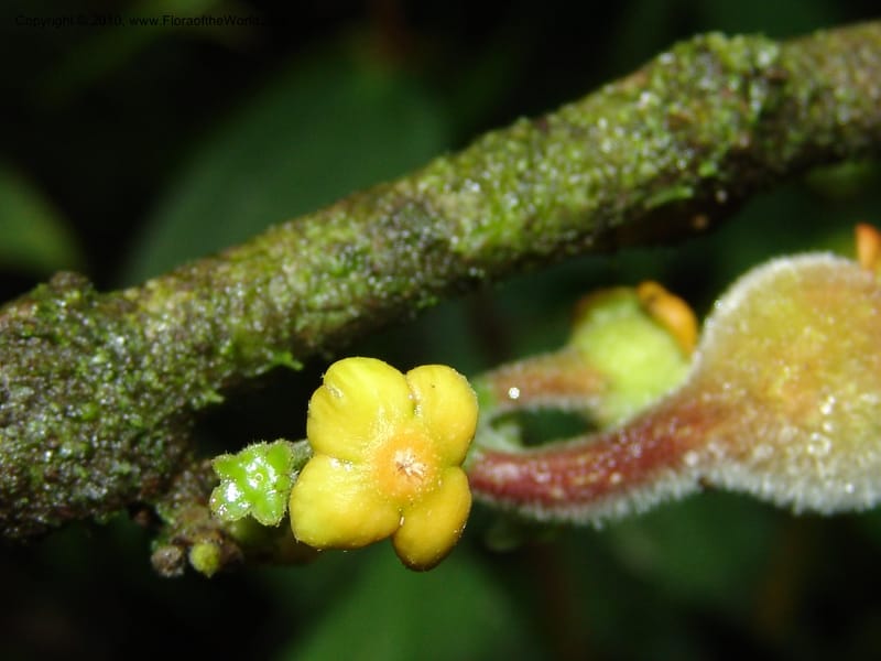 Siparuna aspera, Croat 95735--Ecuador. Maquipucuna Biol. Res. Send. Princip. 11 Mar 06. 260 (17).jpg