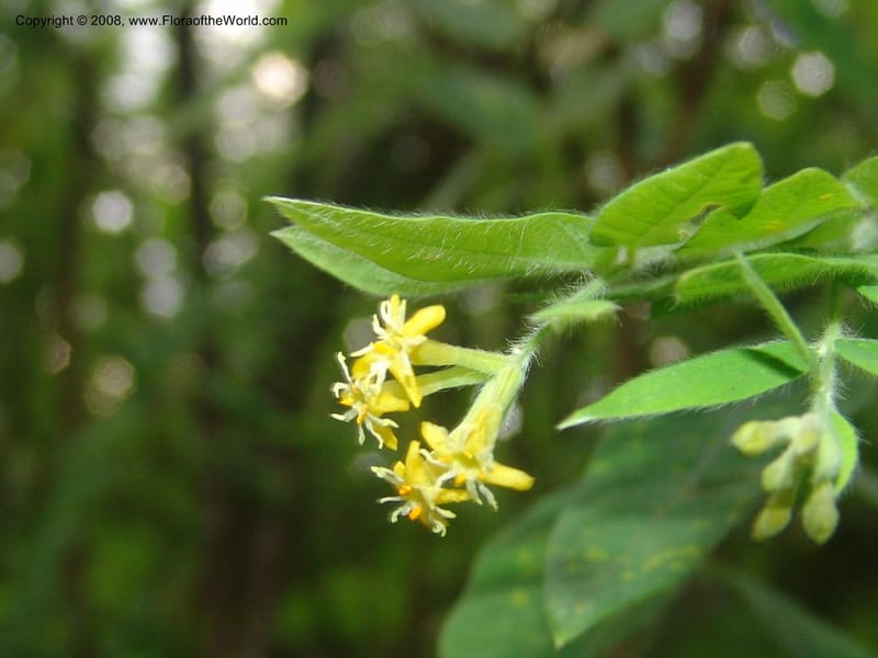 Englerodaphne pilosa--So.Africa. Mpumal. Buffelskloof Private Nat. Res. 17 Mch 05. 289.jpg