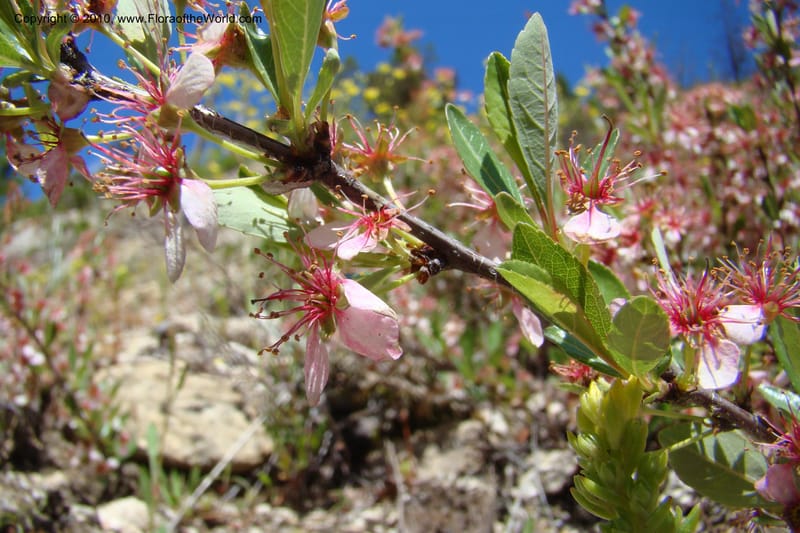 Prunus americanus, C. Davidson 11461--ID. Valley Co. Warm Lake. 16 June 2009. 040.jpg